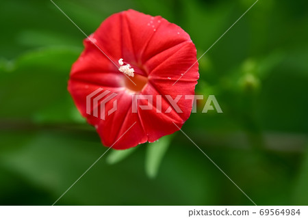 Momijirukousou 69564984