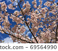 Cherry-blossom viewing under the cherry blossom trees where the clear spring weather is dazzling 69564990