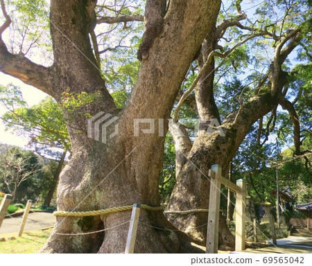 Camphor tree couple Kusu Minamiizu Town Mishima Shrine 69565042
