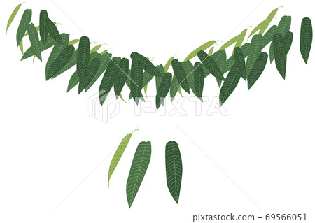 Chestnut leaves 69566051