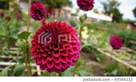 Red dahlia flower Red dahlia flower 69566112