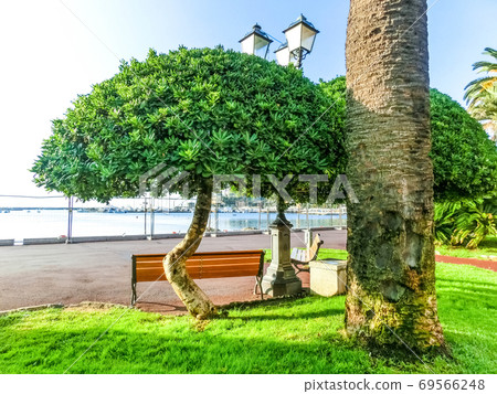 The promenade at Rapallo Italy with green tree 69566248