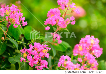 Beautiful crape myrtle flower 2020 69566373