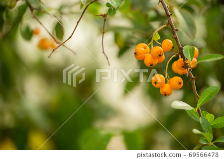 bunch of ripe yellow rowan ash berries on blurry green leaves background bunch of ripe yellow rowan ash berries on blurry green leaves background 69566478