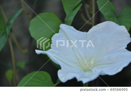 餘高花 69566995