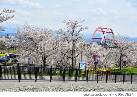 A row of cherry trees in the Okawazu branch water (Niigata Prefecture) A row of cherry trees in the Okawazu branch water (Niigata Prefecture) 69567624