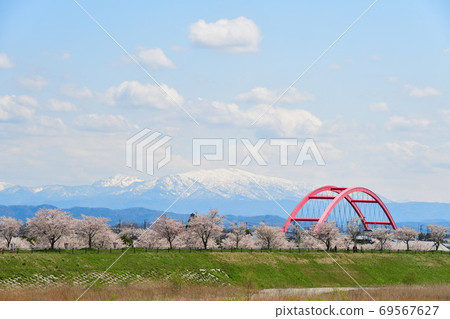A row of cherry trees in the Okawazu branch water (Niigata Prefecture) A row of cherry trees in the Okawazu branch water (Niigata Prefecture) 69567627