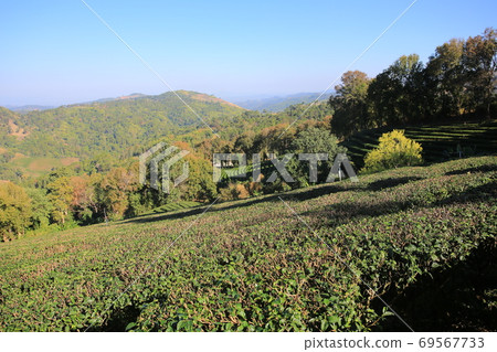 the multi layers on the green tea garden 69567733