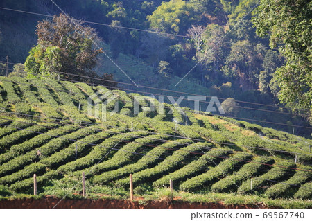 the multi layers on the green tea garden 69567740