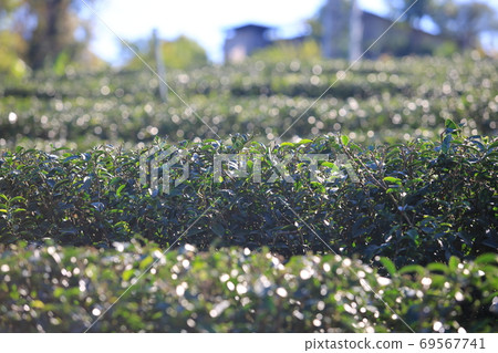 the multi layers on the green tea garden the multi layers on the green tea garden 69567741