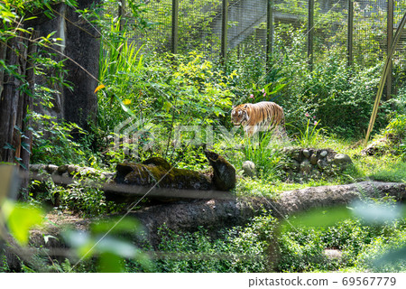 動物 台北市動物園 台北木柵動物園 孟加拉虎 老虎 瀕危動物 動物 台北市動物園 台北木柵動物園 孟加拉虎 老虎 瀕危動物 69567779