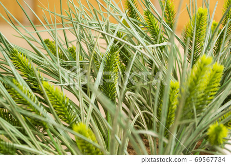 Beautiful flowers are used to decorate the interior of a summer cafe 69567784