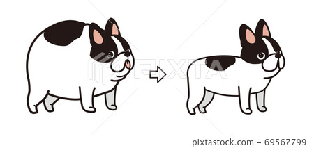 French Bulldog Diet Before After French Bulldog Diet Before After 69567799
