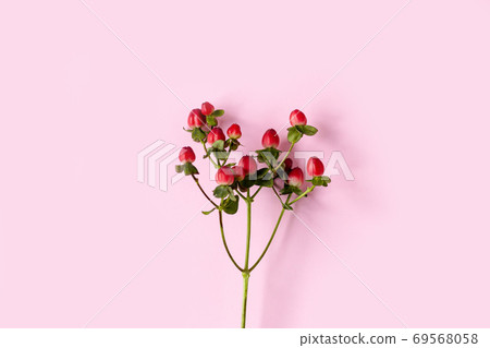 Hypericum perforatum, Red St. John's wort on a pink background, banner, postcard, advertising Hypericum perforatum, Red St. John's wort on a pink background, banner, postcard, advertising 69568058