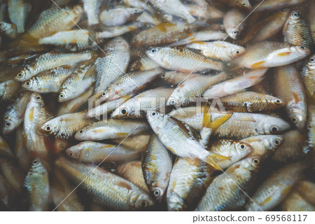Mekong river fishes market. Mekong river fishes market. 69568117