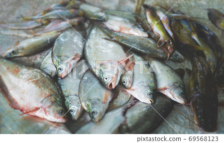 Mekong river fishes market. 69568123