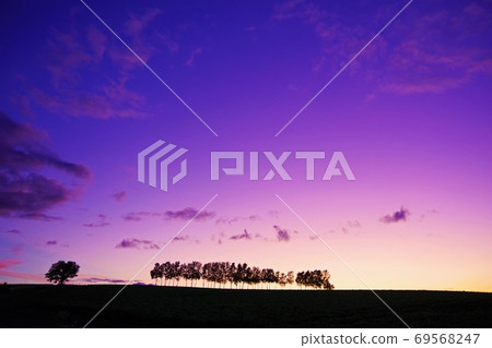 北海道美瑛町神奇時刻的七星樹 69568247