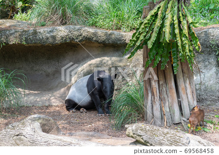 動物 台北市動物園 木柵動物園 馬來貘 亞洲貘 印度貘 瀕危動物 瀕臨絕種 保育類野生動物 四不像 動物 台北市動物園 木柵動物園 馬來貘 亞洲貘 印度貘 瀕危動物 瀕臨絕種 保育類野生動物 四不像 69568458