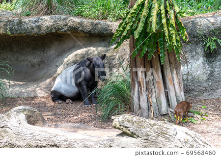 動物 台北市動物園 木柵動物園 馬來貘 亞洲貘 印度貘 瀕危動物 瀕臨絕種 保育類野生動物 四不像 69568460