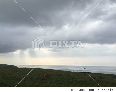 鹿放牧海灘 鹿放牧海灘 69568516