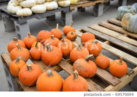 Fresh healthy bio orange pumpkins on farmer agricultural market at autumn. 69570004