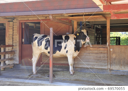 荷斯坦牛 荷斯坦牛 69570055