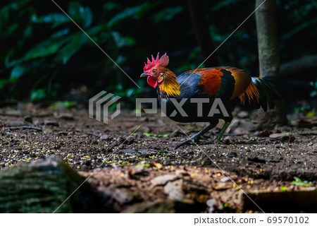 Red Junglefowl or Gallus gallus spadiceus, beautiful chicken was scratching for food on the ground in forest 69570102