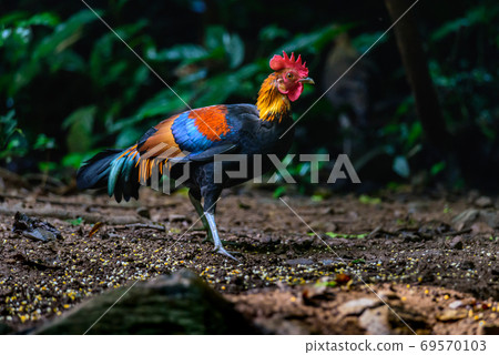 Red Junglefowl or Gallus gallus spadiceus, beautiful chicken was scratching for food on the ground in forest Red Junglefowl or Gallus gallus spadiceus, beautiful chicken was scratching for food on the ground in forest 69570103