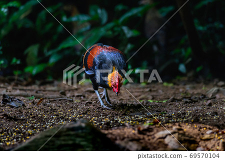 Red Junglefowl or Gallus gallus spadiceus, beautiful chicken was scratching for food on the ground in forest 69570104