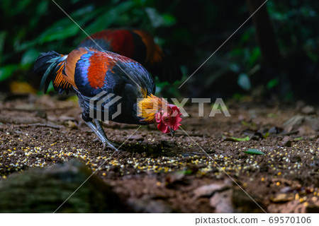 Red Junglefowl or Gallus gallus spadiceus, beautiful chicken was scratching for food on the ground in forest 69570106