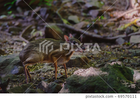 Lesser mouse-deer (Tragulus kanchil) walking in nature of Thailand 69570111
