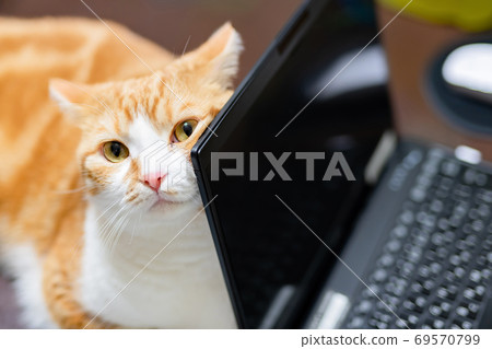 Brown white cat leaning on a laptop 69570799