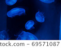 Photo at the aquarium 69571087
