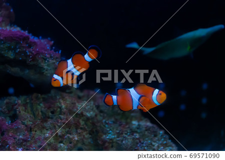 Photo at the aquarium 69571090