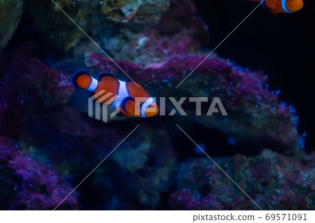 Photo at the aquarium 69571091