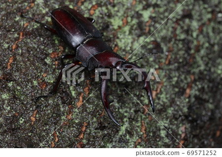 Saw toothbrush 69571252