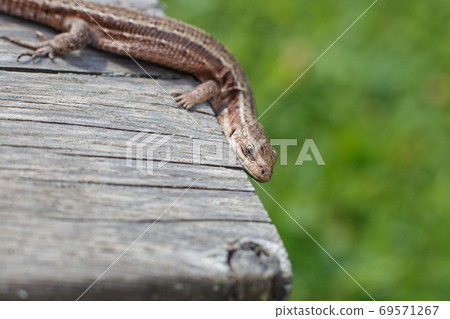 a brown lizard on a wooden board in summer garden on a green grass background 69571267