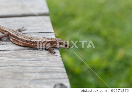 a brown lizard on a wooden board in summer garden on a green grass background a brown lizard on a wooden board in summer garden on a green grass background 69571273