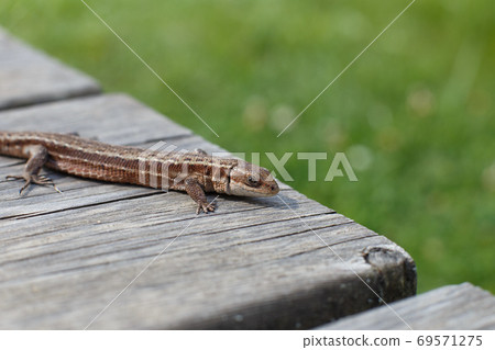 a brown lizard on a wooden board in summer garden on a green grass background 69571275