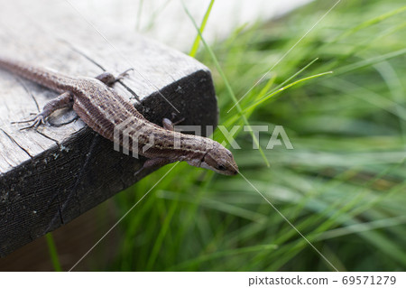 a brown lizard on a wooden board in summer garden on a green grass background 69571279