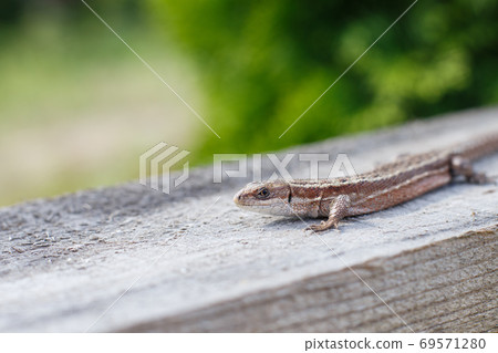 a brown lizard on a wooden board in summer garden on a green grass background 69571280