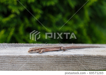 a brown lizard on a wooden board in summer garden on a green grass background 69571283