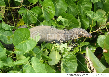 Asian water monitor in foliage, Varanus salvator in greenery Asian water monitor in foliage, Varanus salvator in greenery 69571405