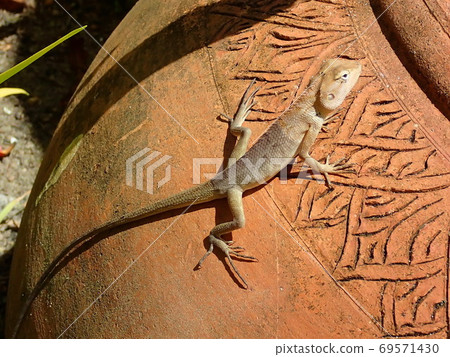 Desert lizard laying on terracota amphora, warm in sun light 69571430