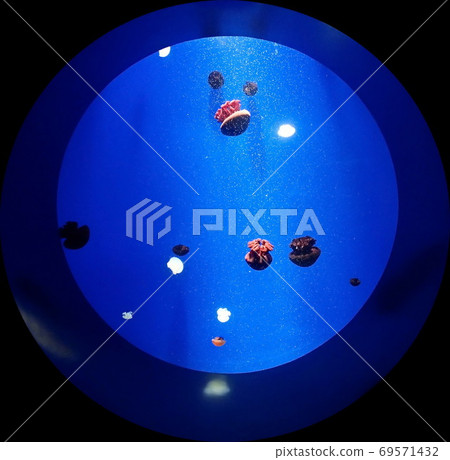 Round blue light aquarium with jellyfish 69571432