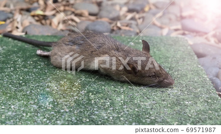 Close-up images of dead rat or mouse which died by rodenticide. the mousy is a small animal that carrier disease, bacteria, germ and pathogen to human in the house. it very unhealthy and unhygienic. 69571987