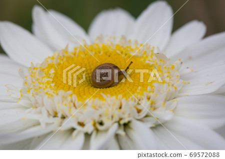 Macro photo of tiny baby brown snail sitting on the petal of camomile on sunny day after rain Macro photo of tiny baby brown snail sitting on the petal of camomile on sunny day after rain 69572088