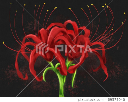 Red Spider Lily Stock Illustration