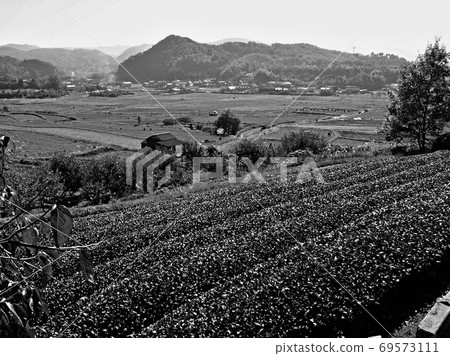 A typical rural landscape of a rice farmer spreading over a tea plantation A typical rural landscape of a rice farmer spreading over a tea plantation 69573111