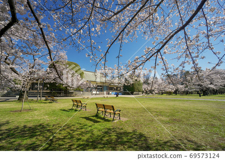 櫻花盛開的小金井公園：花園前的開放空間和背景中的舊古香傳 69573124
